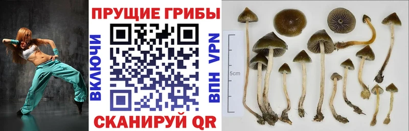 Псилоцибиновые грибы ЛСД  где продают наркотики  Ефремов 